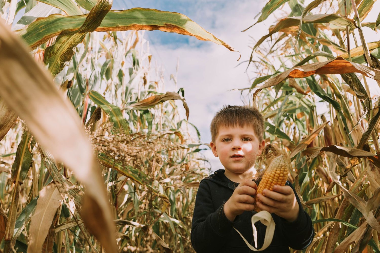 corn maze foxes farm produce basildon
