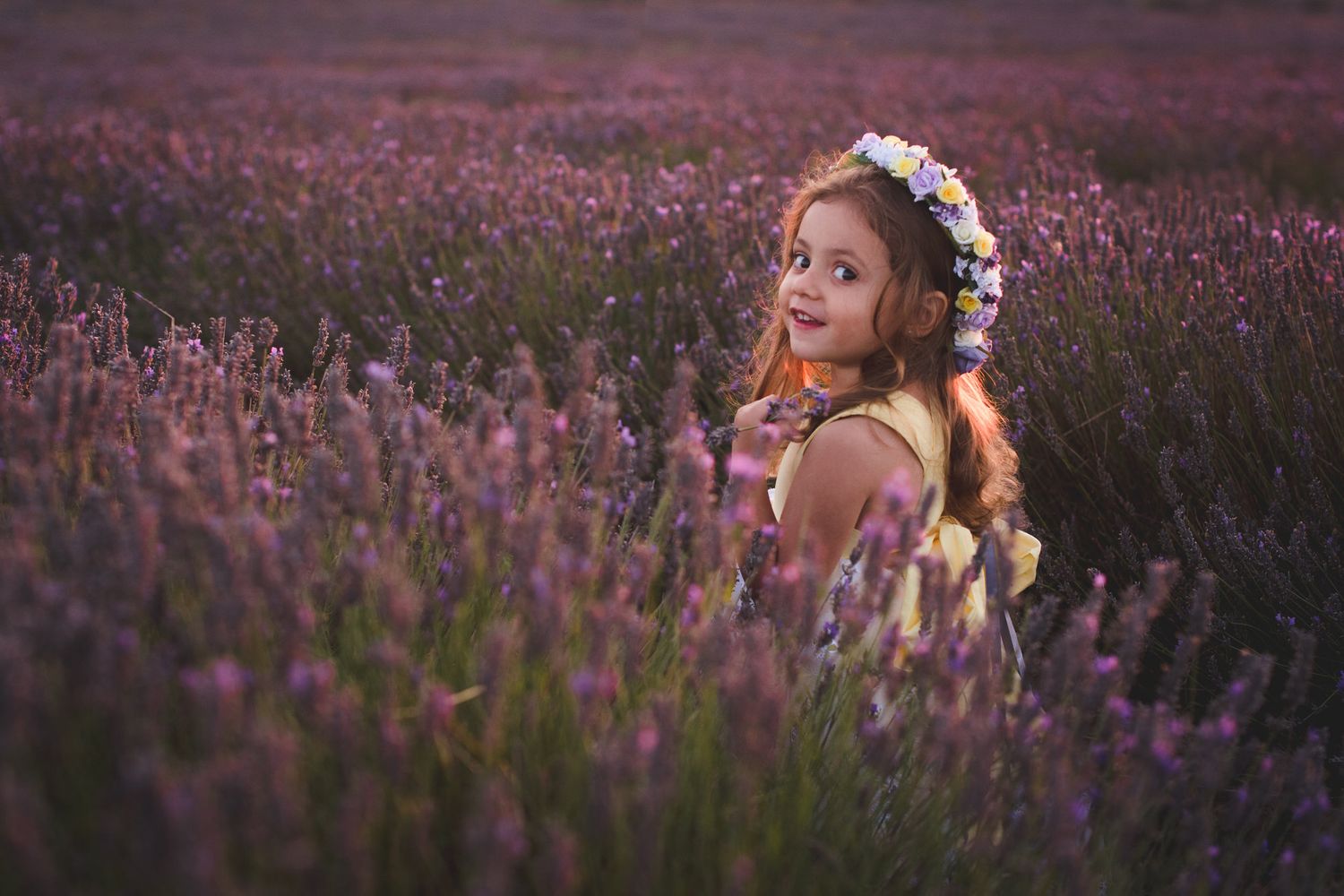 Hitchin Lavender Photo sessions