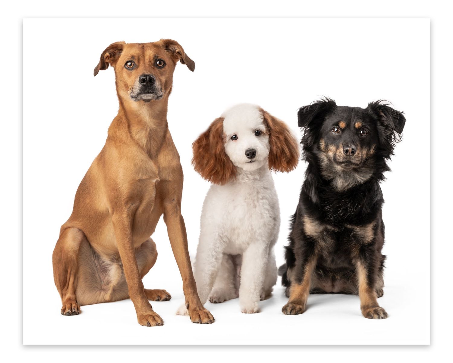 Three dogs of different breeds sitting together against white background - brown, white and black mixed breeds.