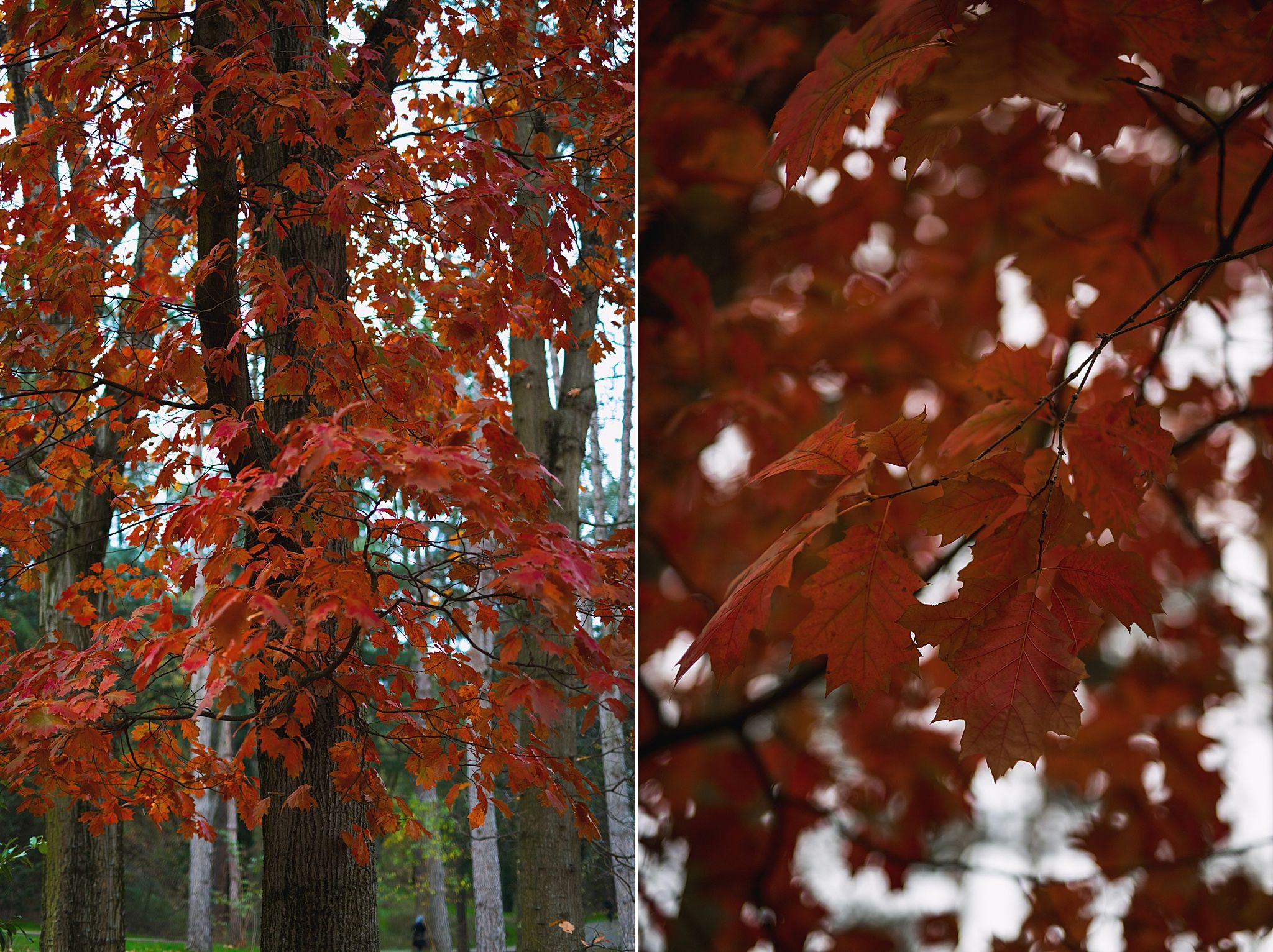couleurs d'automne celine.s Photography