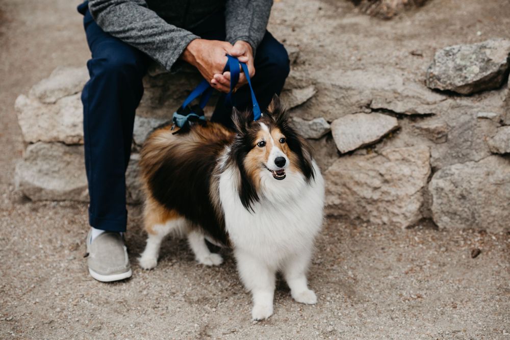 dog in wedding photos Colorado wedding photography