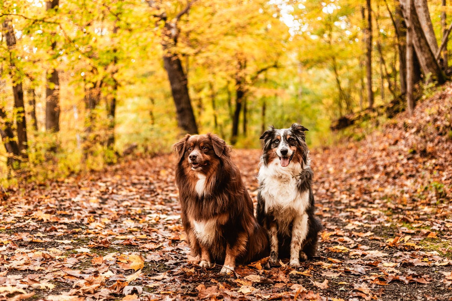 Blue merle and red-tri Australian Shepherd dogs on Raccoon Creek State park trail during Fall