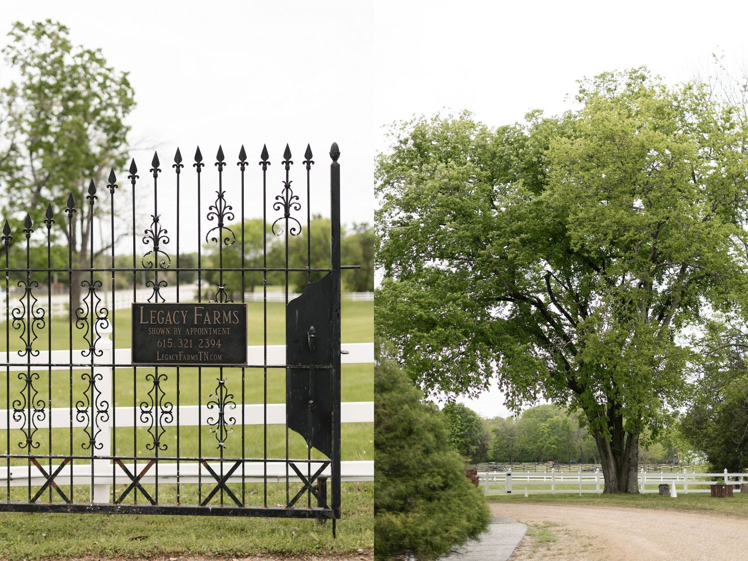Ornate black iron gate opens to a green cemetery landscape with mature trees and memorial stones in the background.