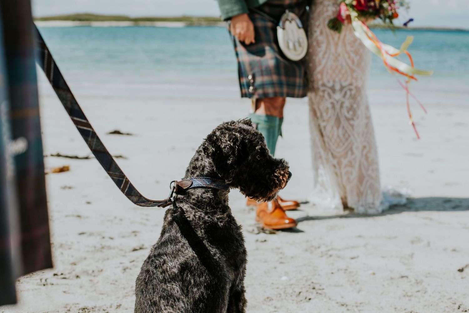 A black dog sits attentively on a white sandy beach while people gather in the background near tropical waters.