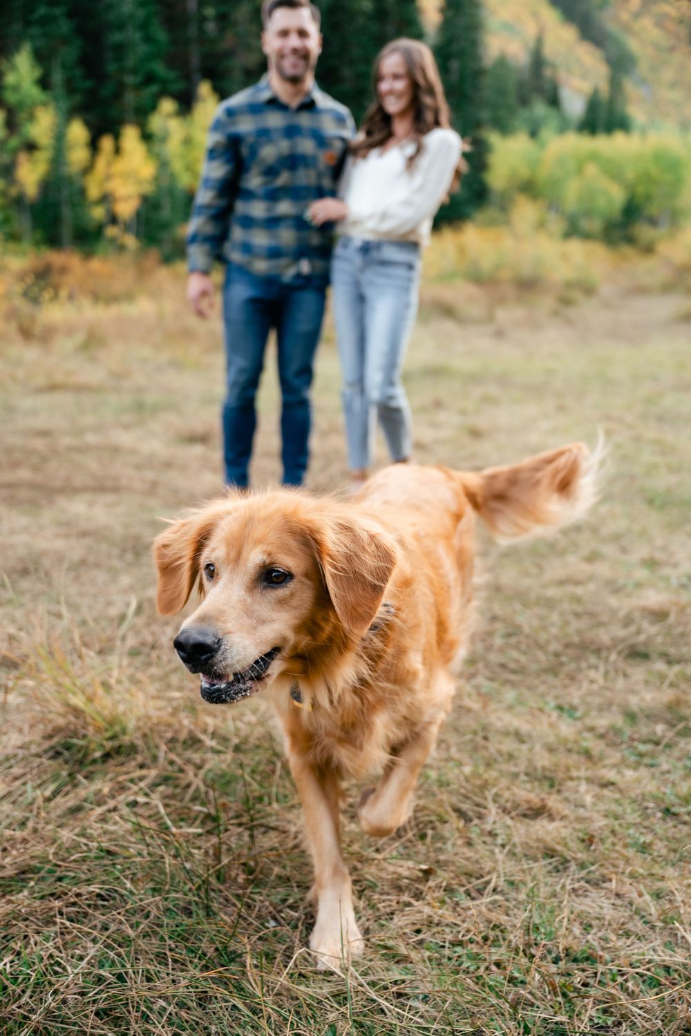 A golden retriever walks on a grassy field in front of a couple against an autumn mountain backdrop.