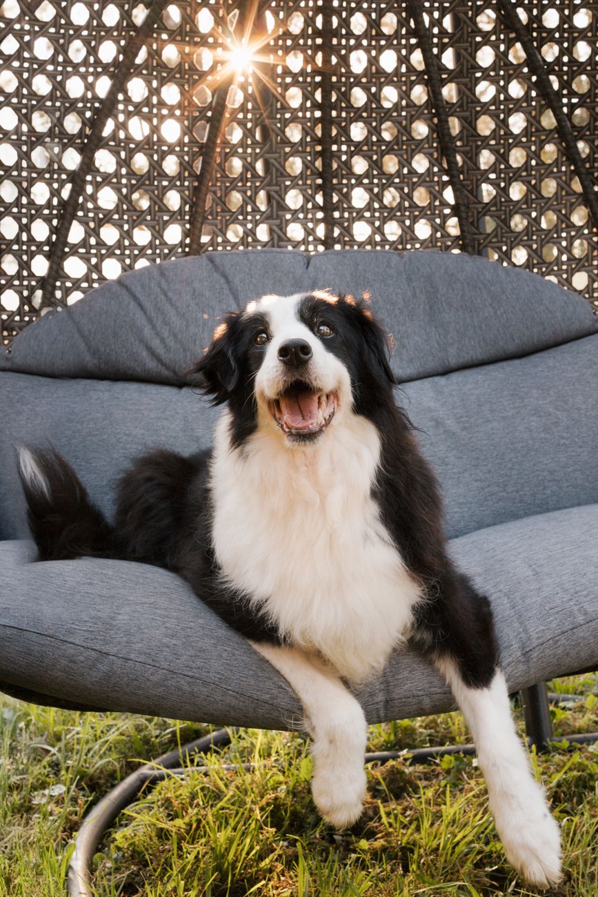 canine photoshoot in the hills district sydney