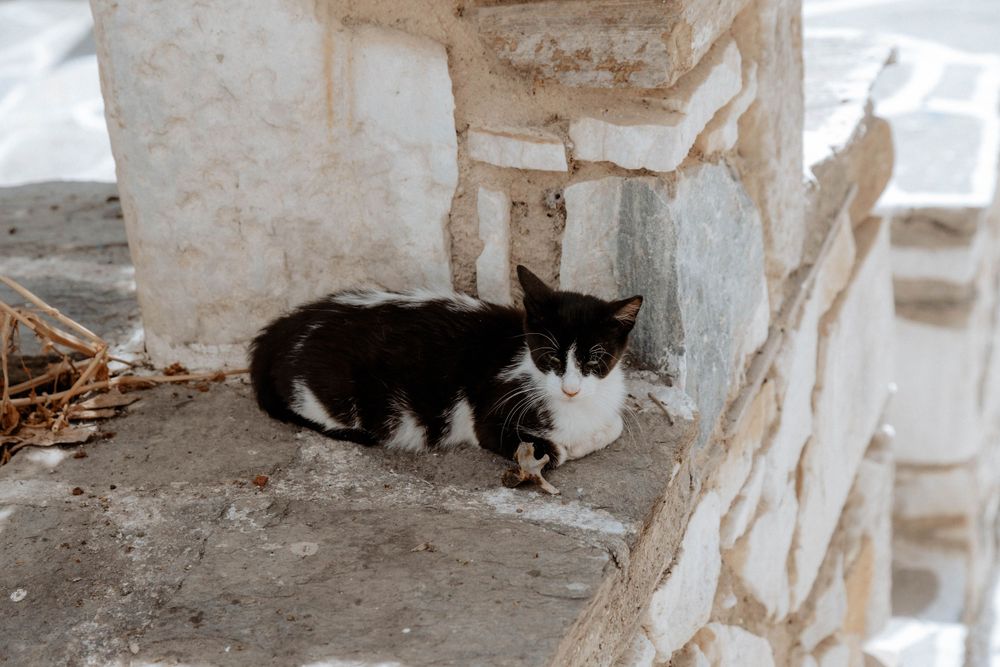 Paros