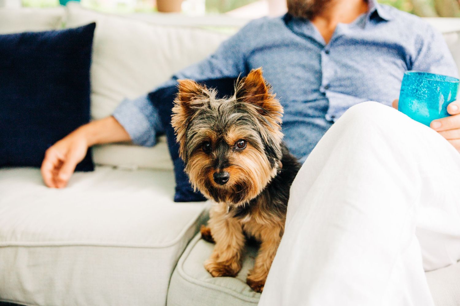 Family dog posing for Charlotte, NC family portraits