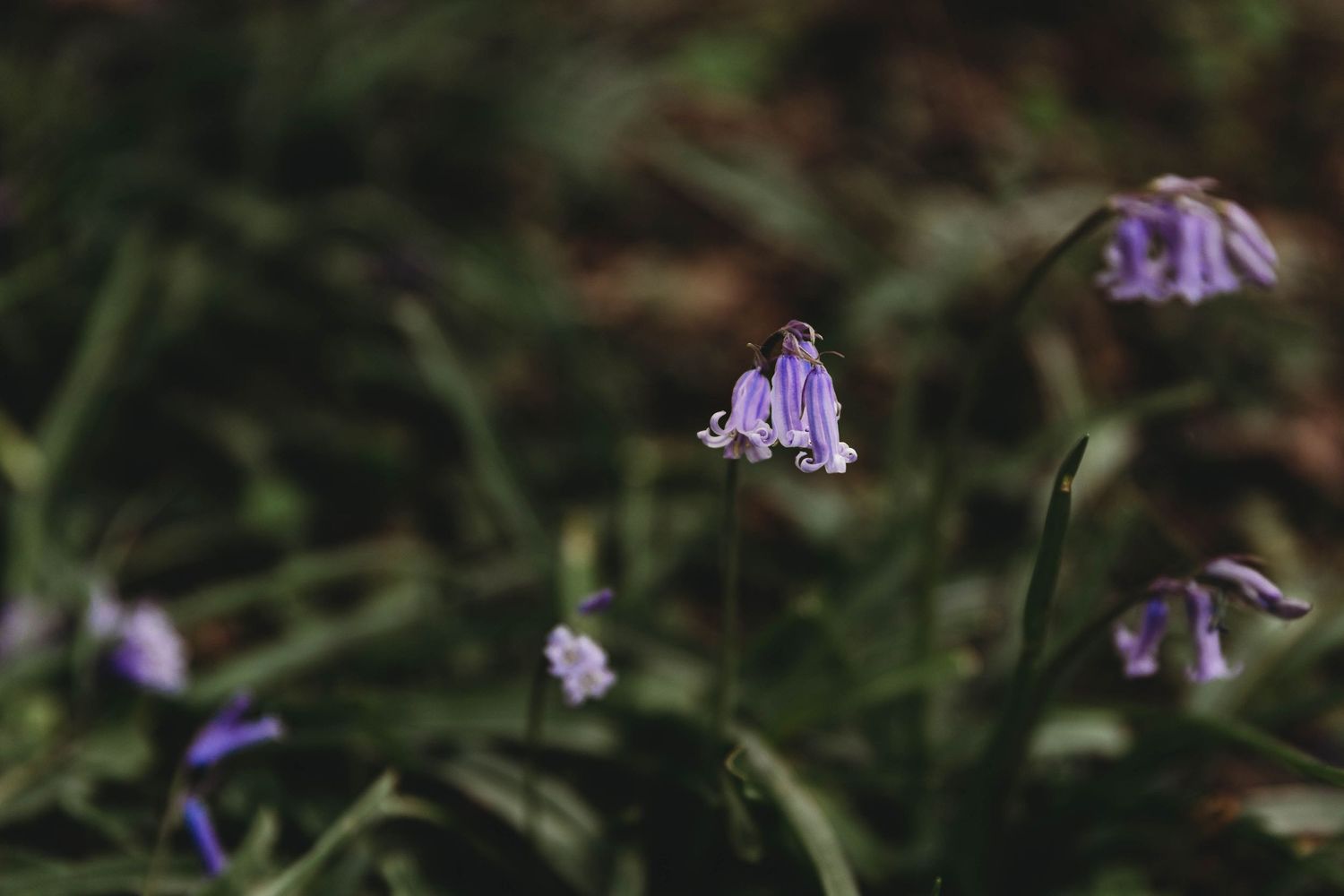 single bluebell in forest