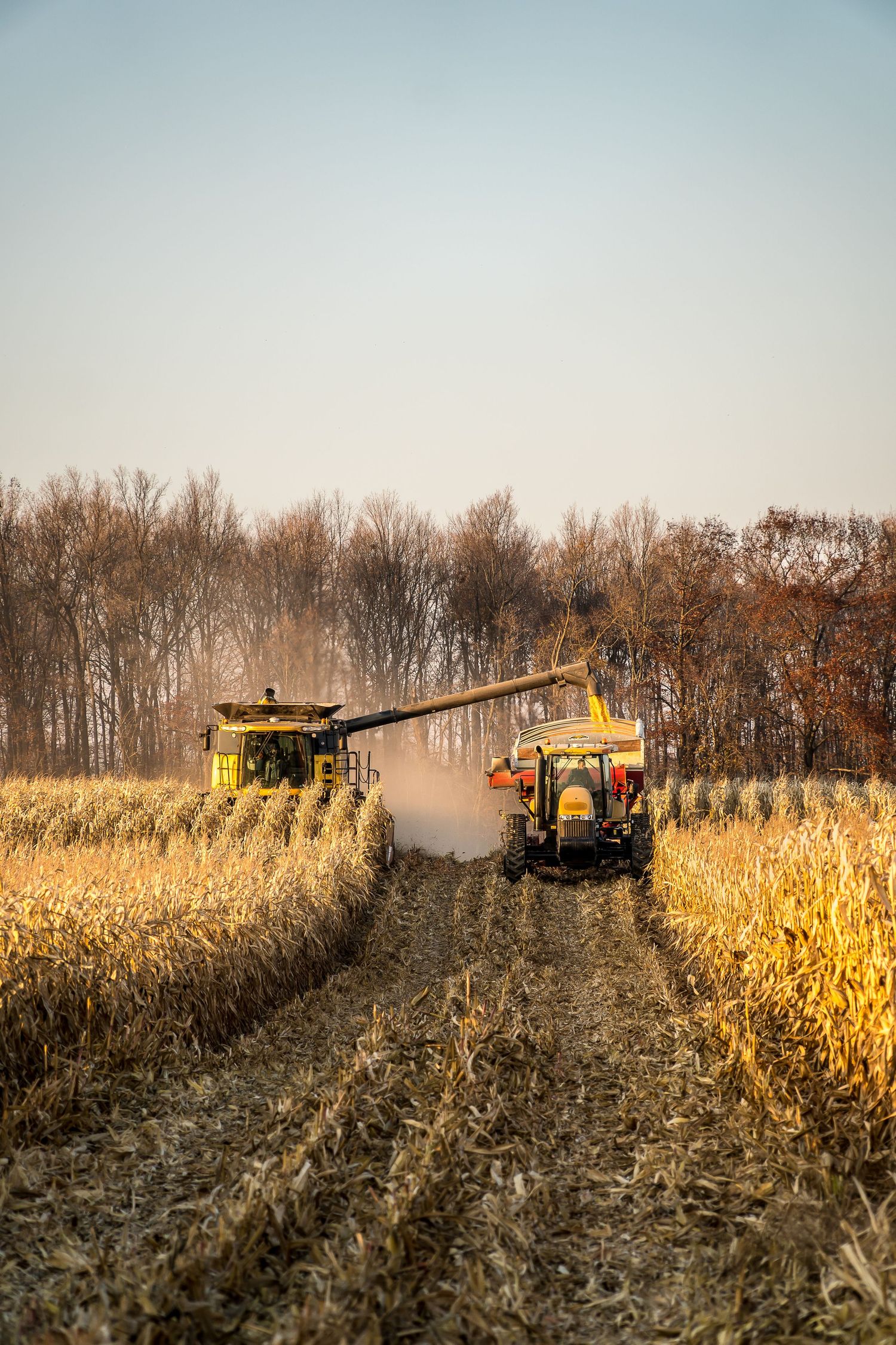 Combine harvester transferring corn to tractor with grain cart between rows of standing corn.