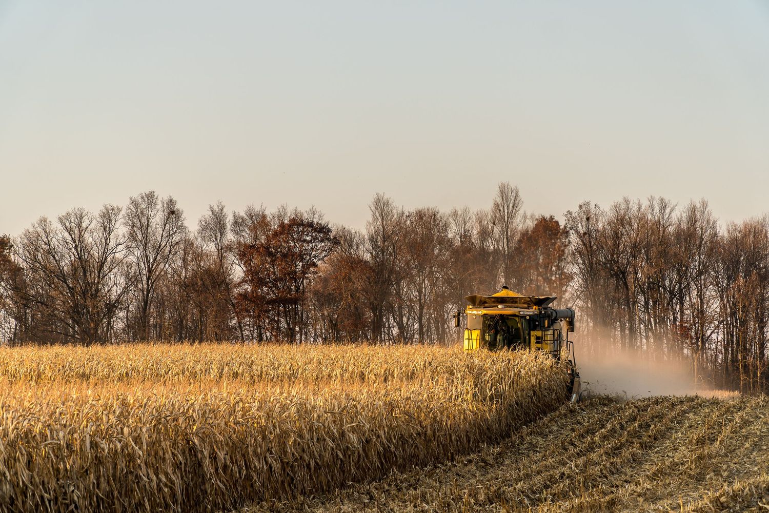 Combine harvester kicking up dust while harvesting corn against treeline backdrop.