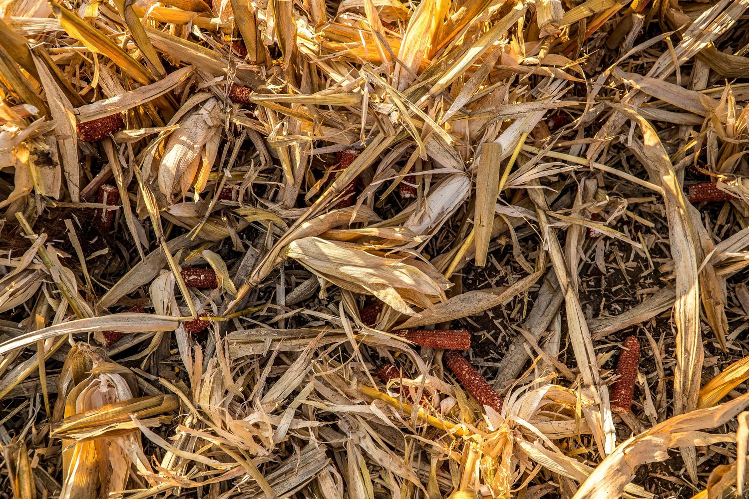Close-up detail of dried corn stalks and harvest debris creating a textured agricultural background.
