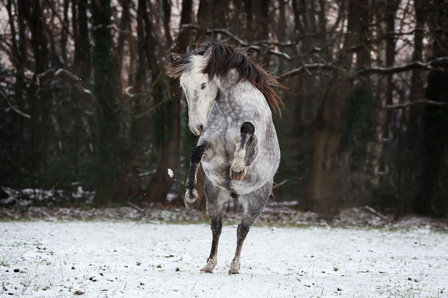 Paardenfotografie tips