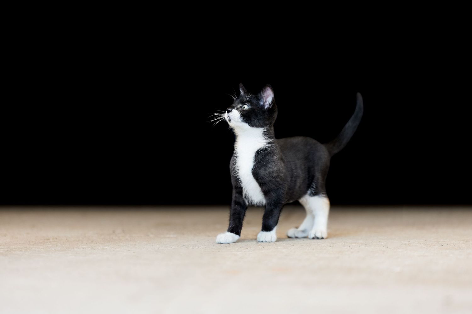 kitten black background fine art photography portrait