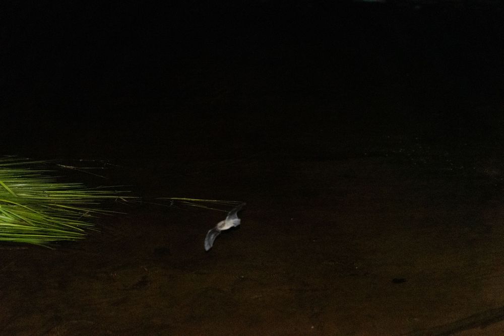 Bat on Lows Lake