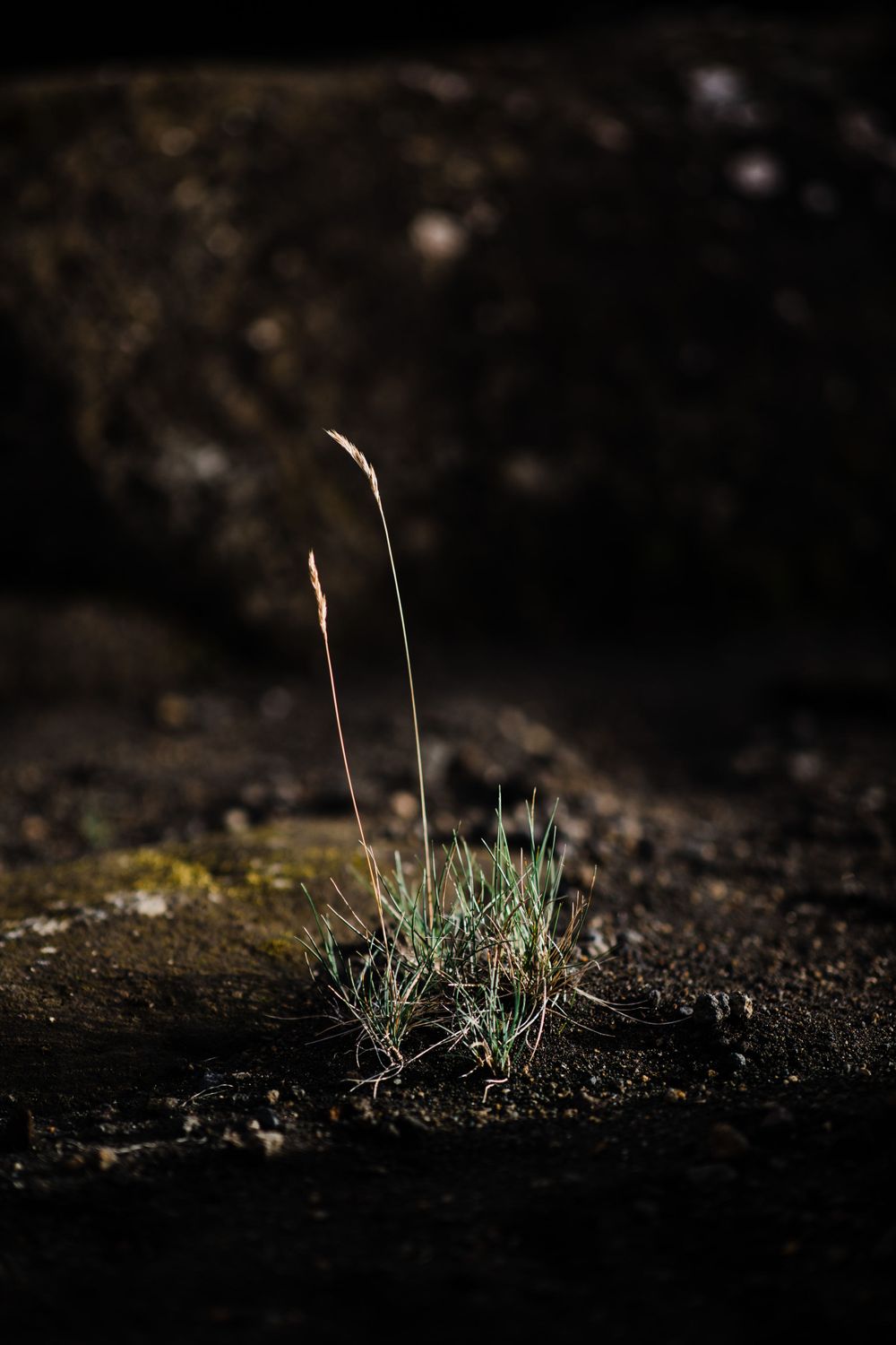 Single delicate plant growing from dark soil in dramatic lighting.