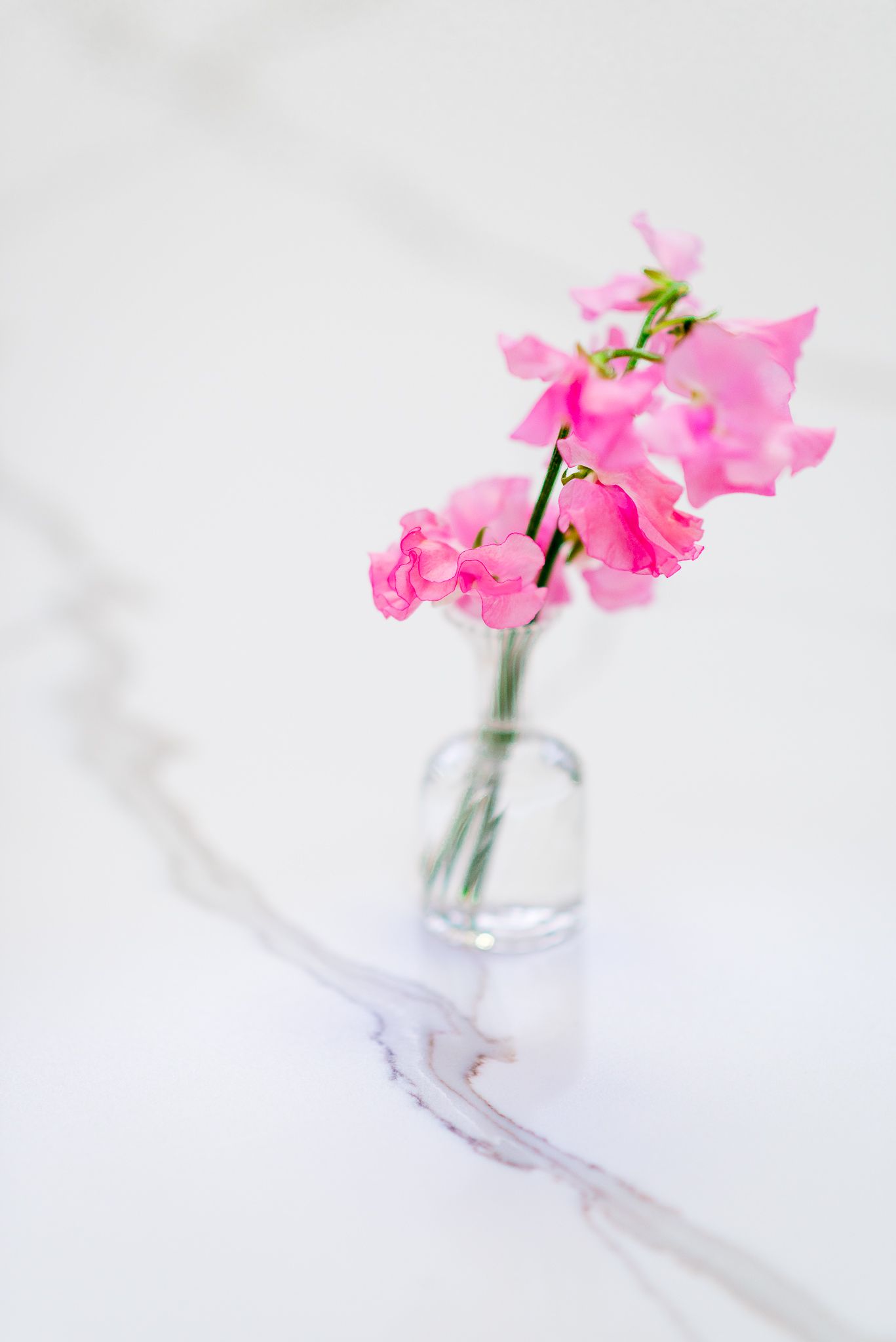 two stems of pink sweet pea flowers in a bud vase