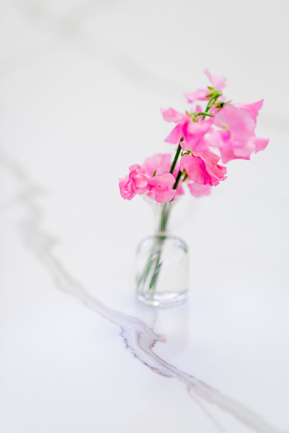 two stems of pink sweet pea flowers in a bud vase