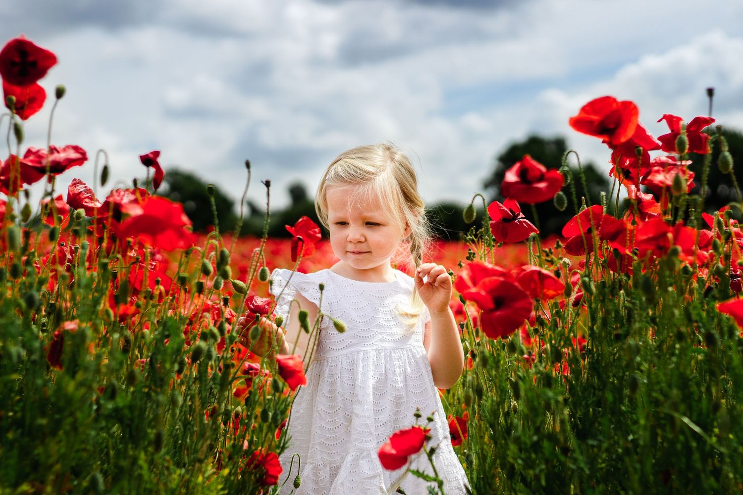 On a sunny day in a poppy field a 2 year old in a white dress inspects the flowers.