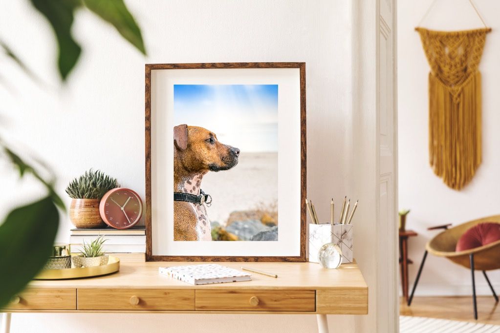Professional Pet Photography Adelaide