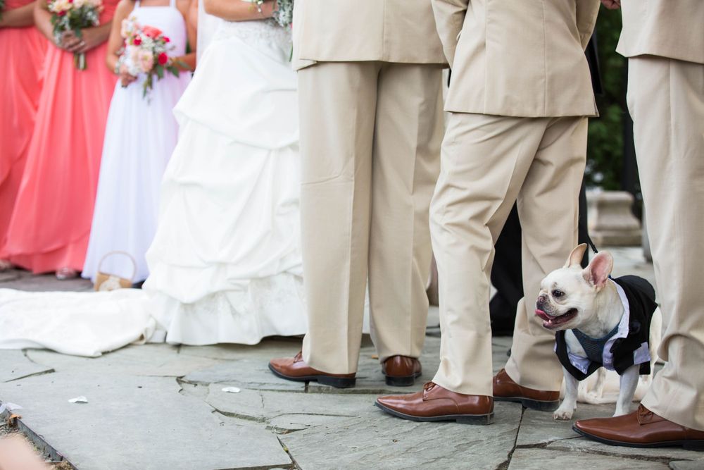 Wedding party members' feet lined up on stone pavement with a small dog in formal attire.