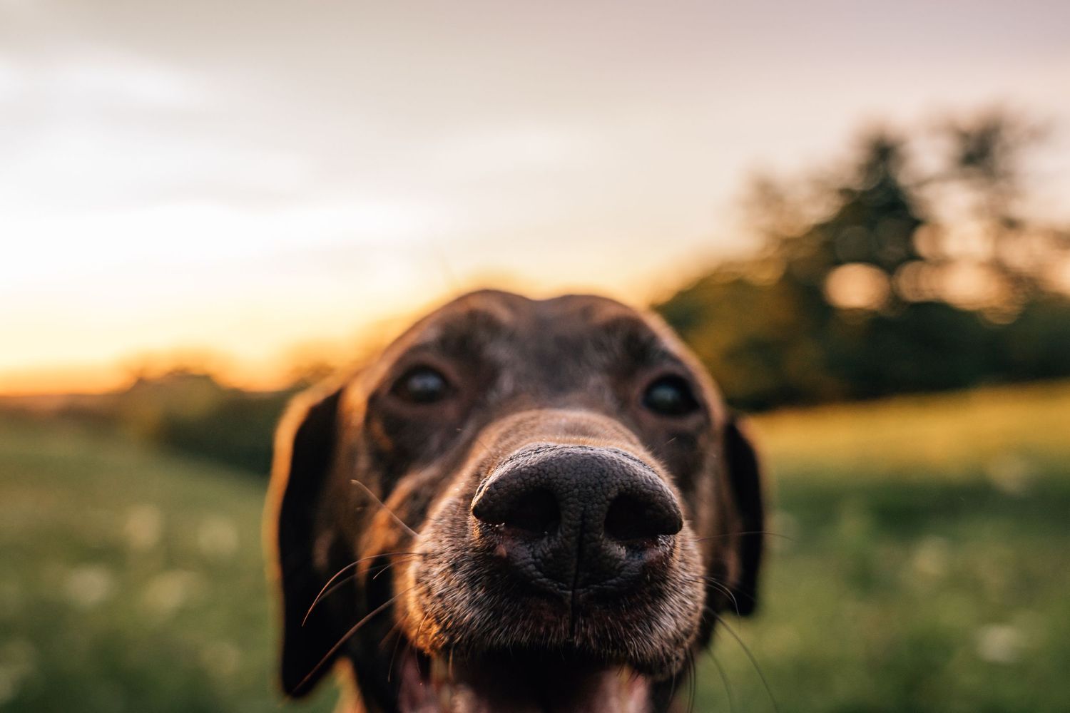 Chocolate Lab Rescue dog Pet photography Cincinnati Puppy photos Dayton Ohio
