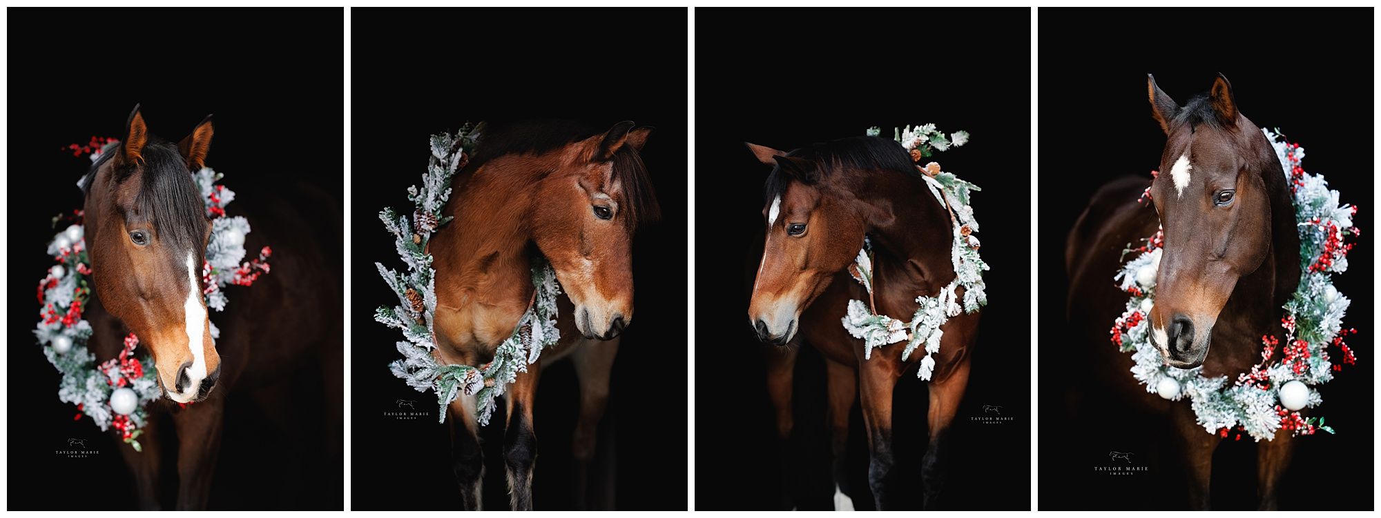 equestrian horse holiday garland black background portraits fine art