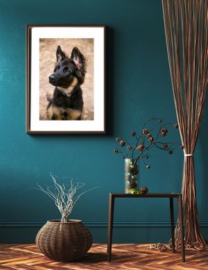 Adelaide pet photographer