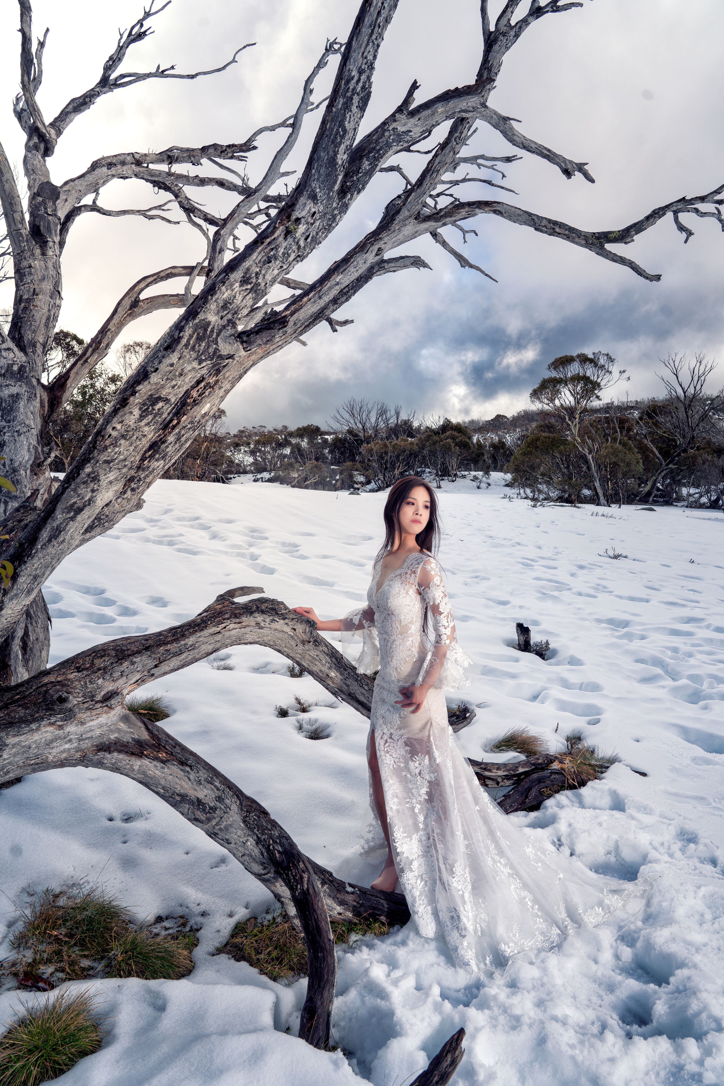 悉尼雪山婚纱照 悉尼婚纱照 雪里孤树