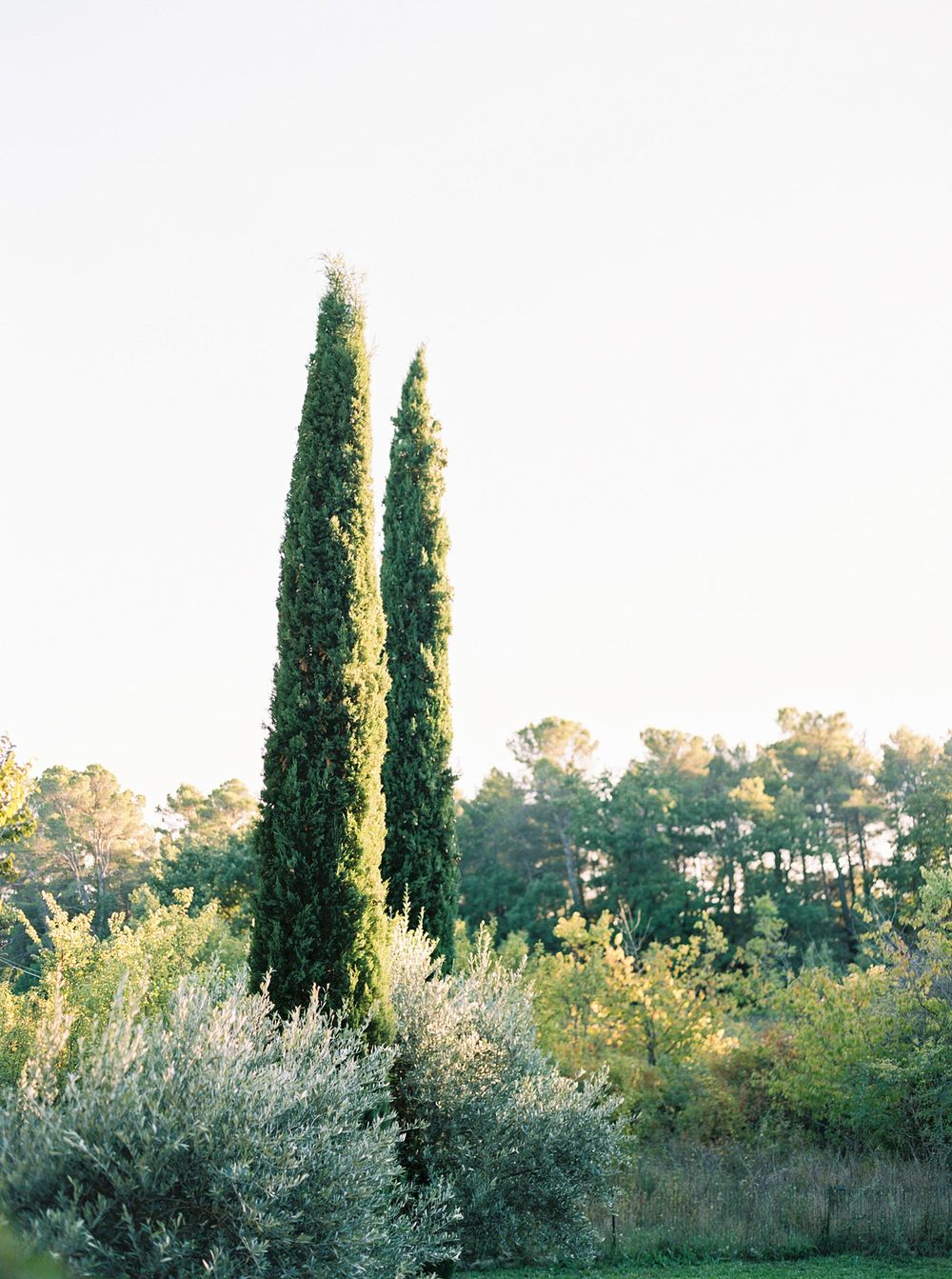 Cyprus trees and olives in Provence.