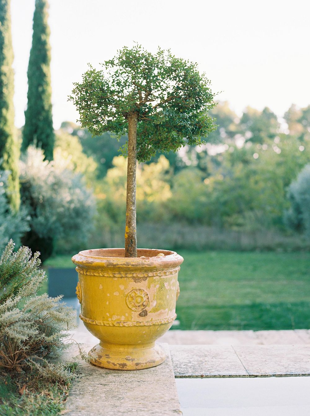 A yellow pot with a small tree growing inside.
