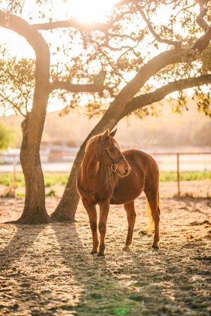 Horse portrait texas leigh fields photography llc