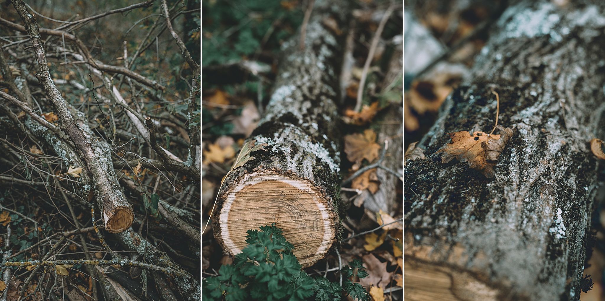 couleurs d'automne celine.s Photography