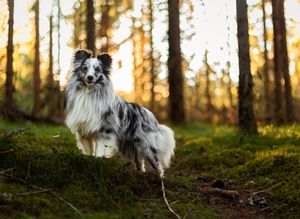 hundefoto hund fotografering fotograf fredrikstad