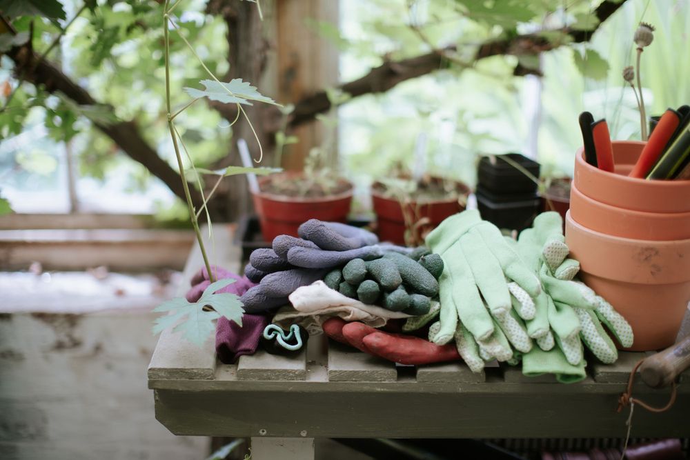 Gloves, plant pots, secateurs and other gardening paraphernalia lie on a shelf inside a greenhouse