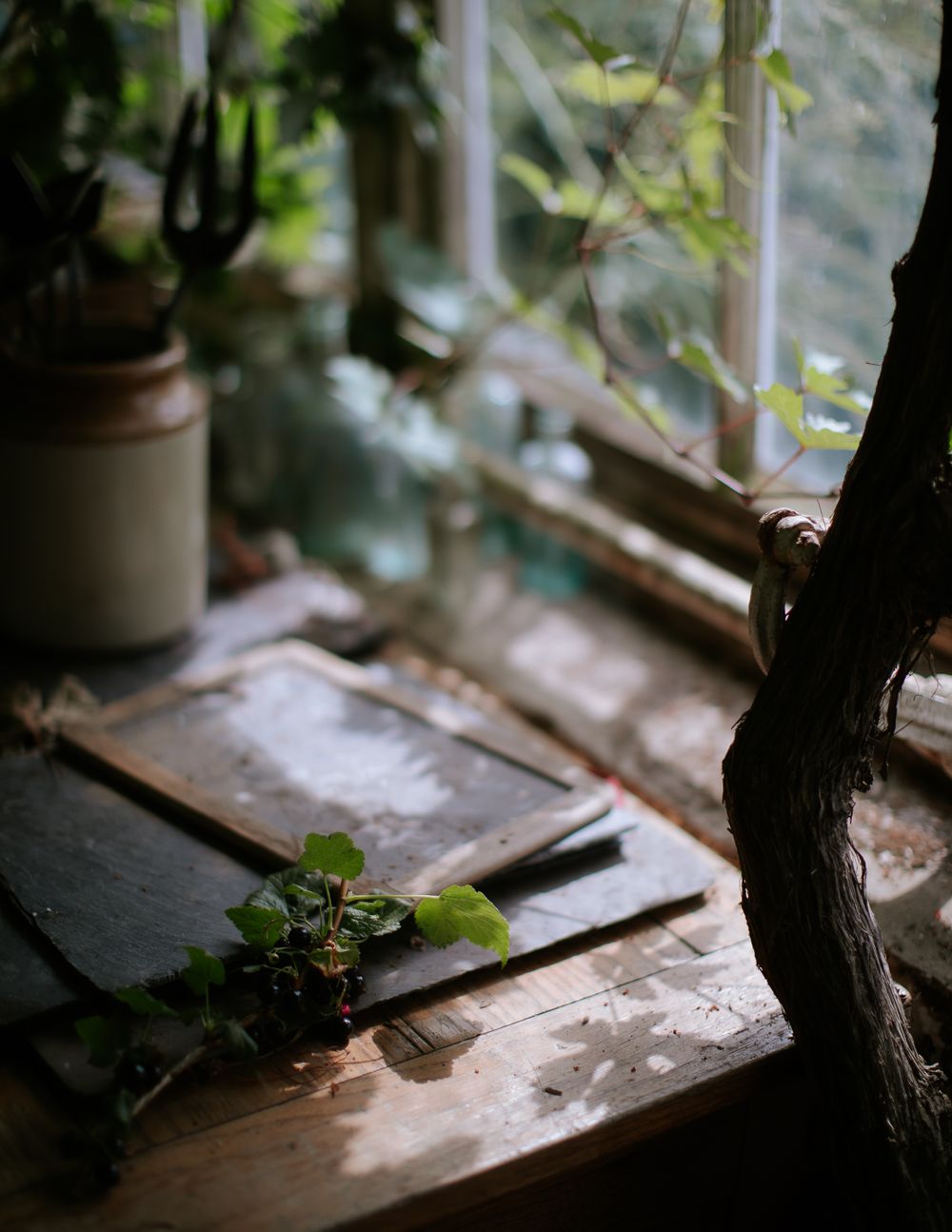 A sunlit corner of an old Victorian greenhouse