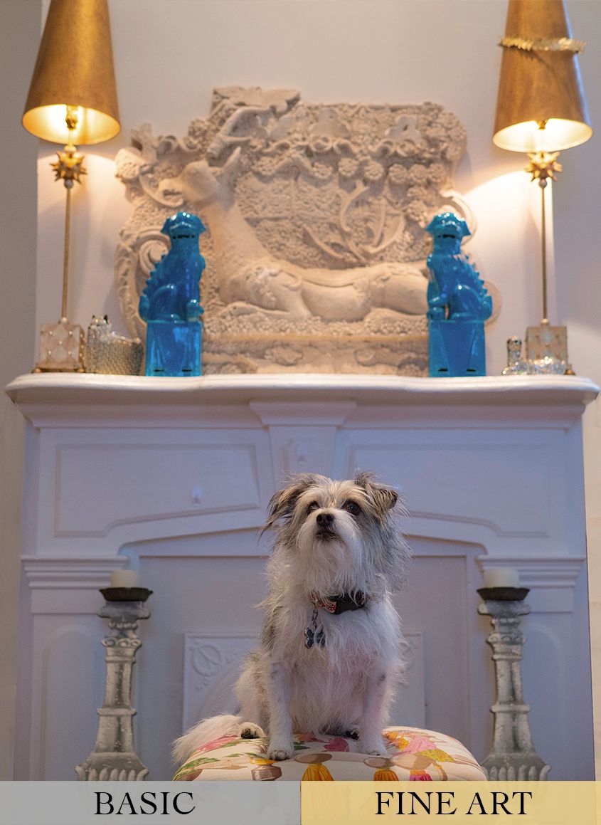 Grey and White Terrier Dog in Living Room by Zurich Photographer Leslie Argote