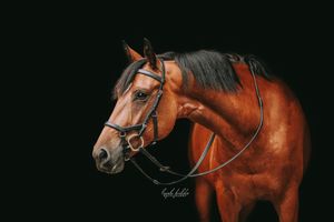 San Antonio black background horse photography