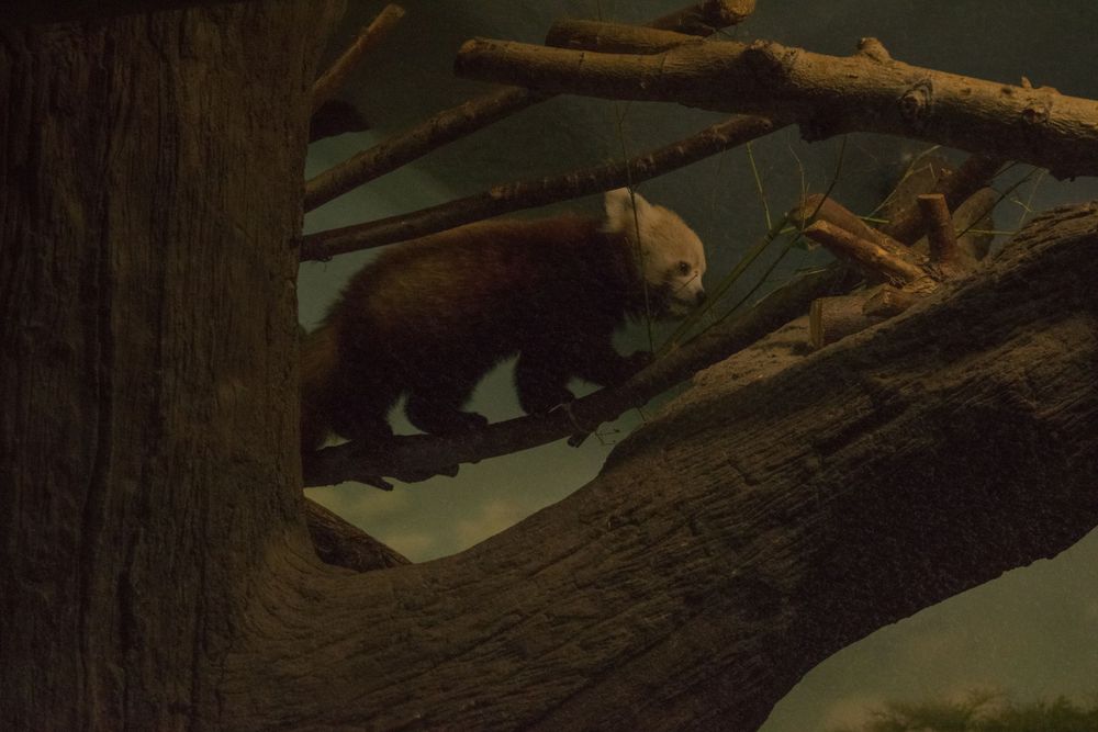 A bear walks along a tree branch at night in a dark forest setting.