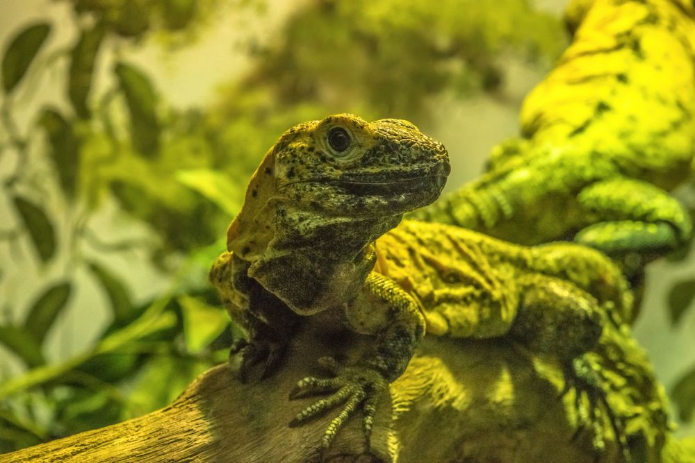 A green iguana rests on a branch surrounded by yellow-tinted foliage.