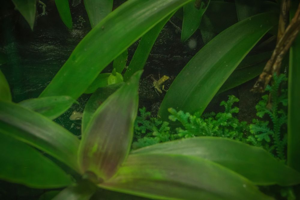 Close-up of green tropical plant leaves and an unopened flower bud.