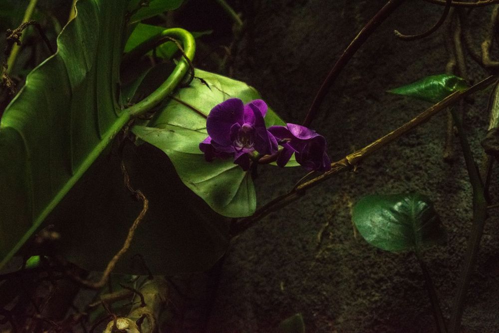 A purple orchid flower blooms among dark green leaves in low light.