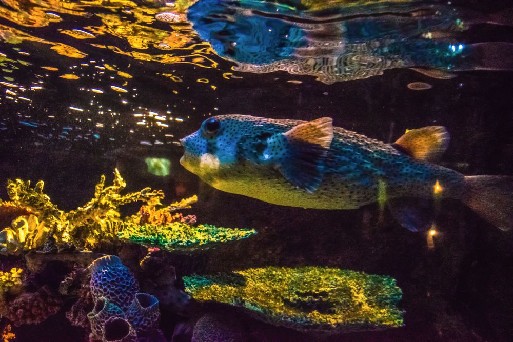 Colorful fish swim in an underwater aquarium scene with illuminated coral displays.