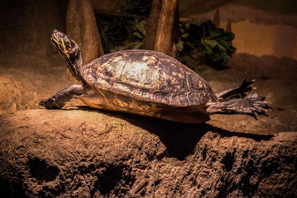 A red-eared slider turtle rests on a rocky surface in warm lighting.