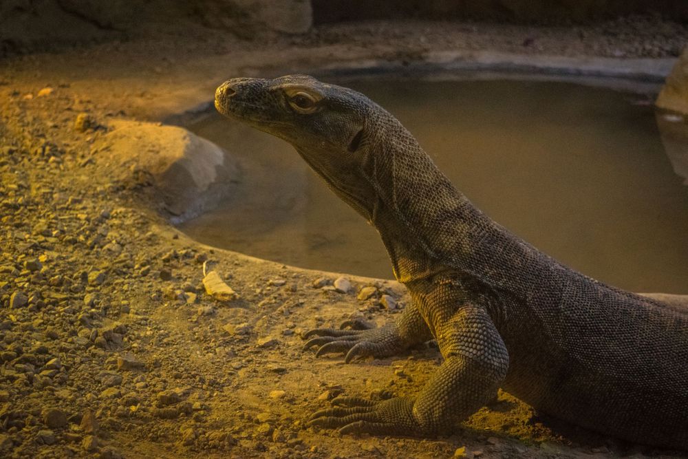 A Komodo dragon rests on a rocky surface near murky water.