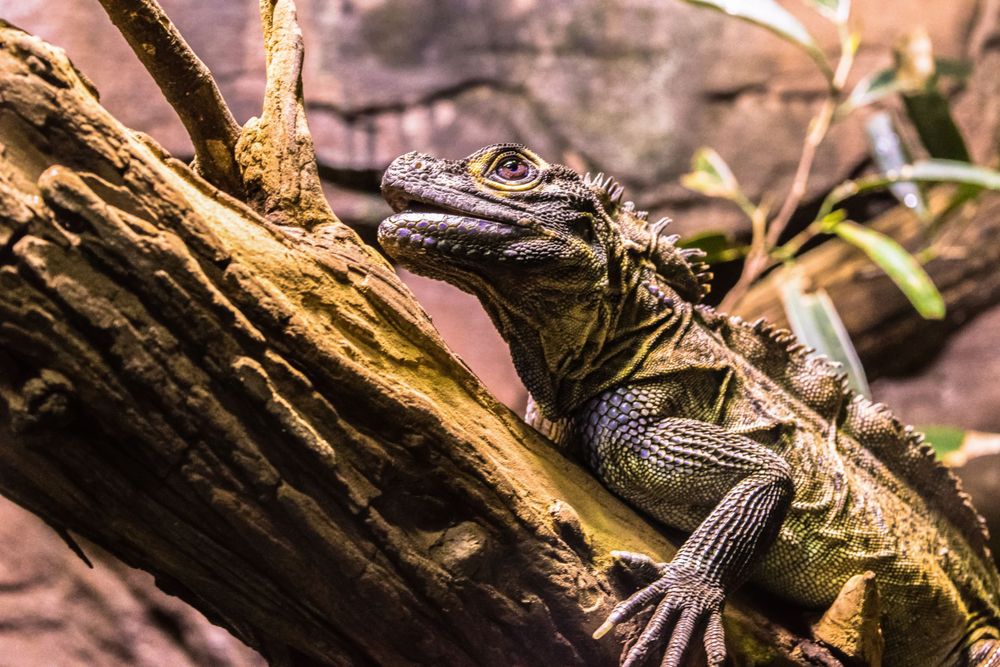Close-up of a young alligator resting on a wooden log.