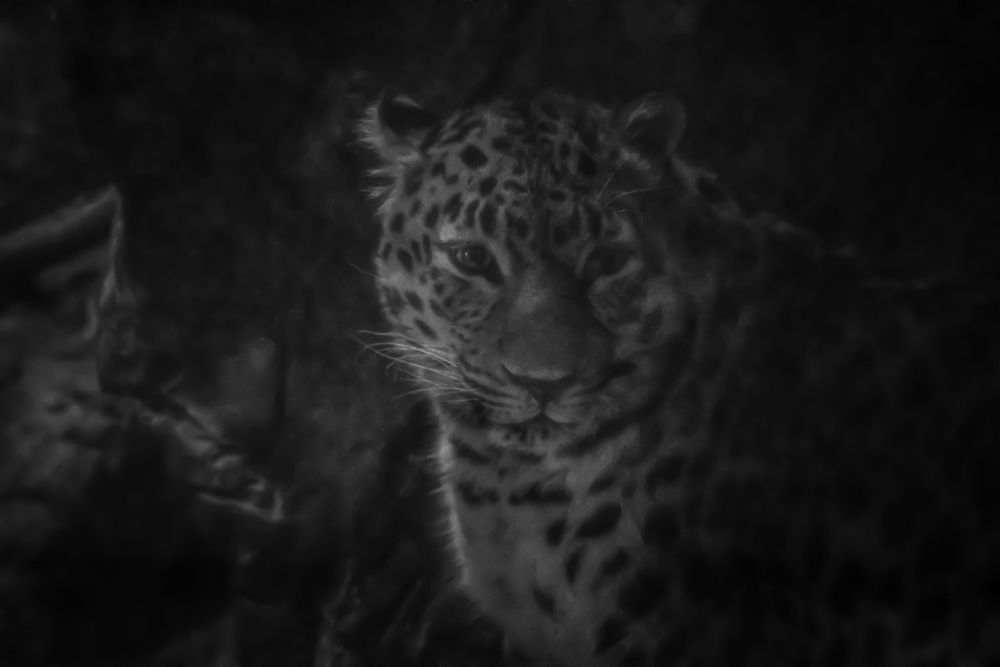 Black and white image of a leopard emerging from darkness.
