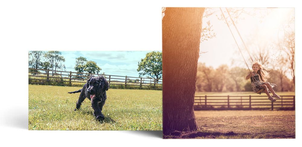 pet | portrait | photographer | york | yorkshire