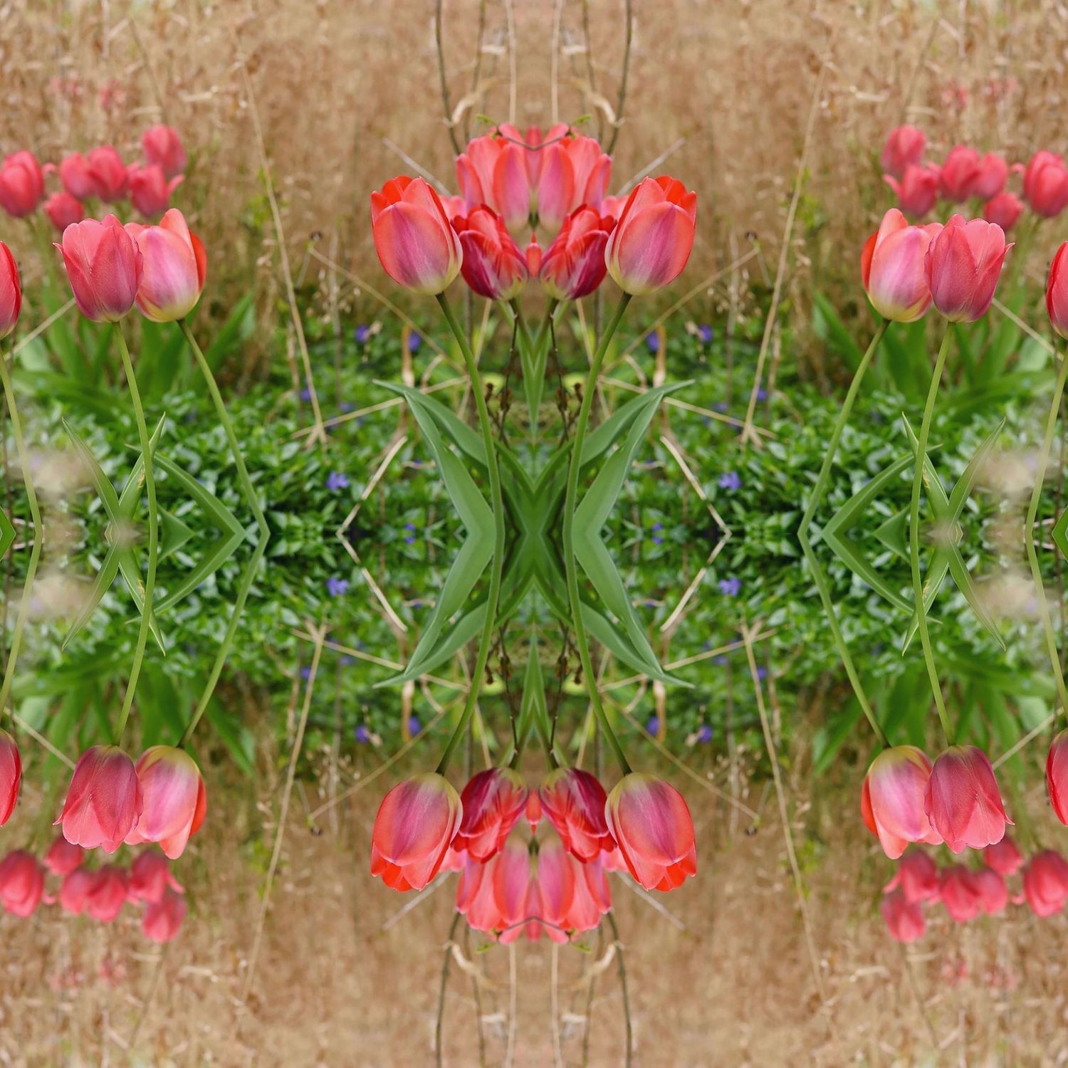 Tulips Abstract pink green grass flowers fine art whimsy