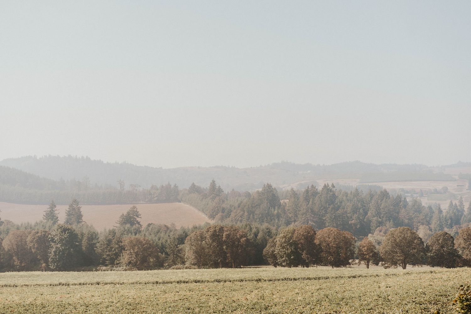 View from Willamette Valley Winery